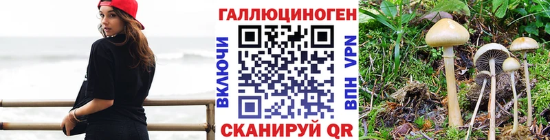купить наркотики сайты  Светогорск  Псилоцибиновые грибы мицелий 